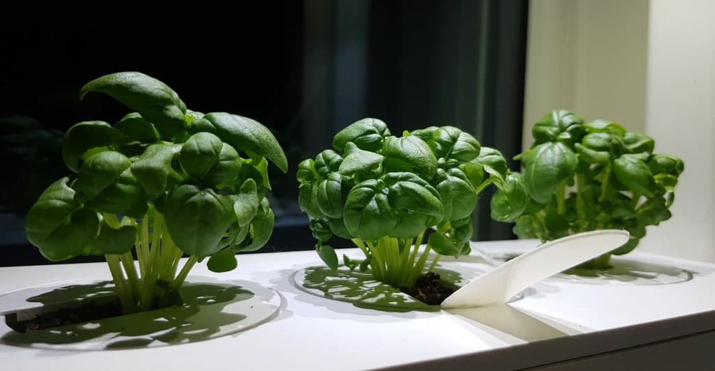 Click and Grow Basil 1 week in (7 days)